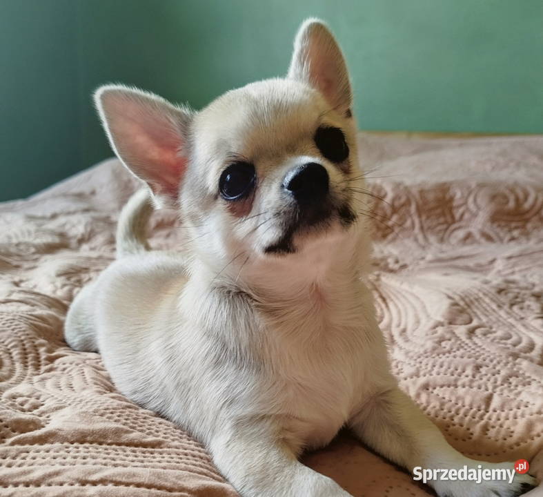 Chihuahua maleńki piesek Konin sprzedam