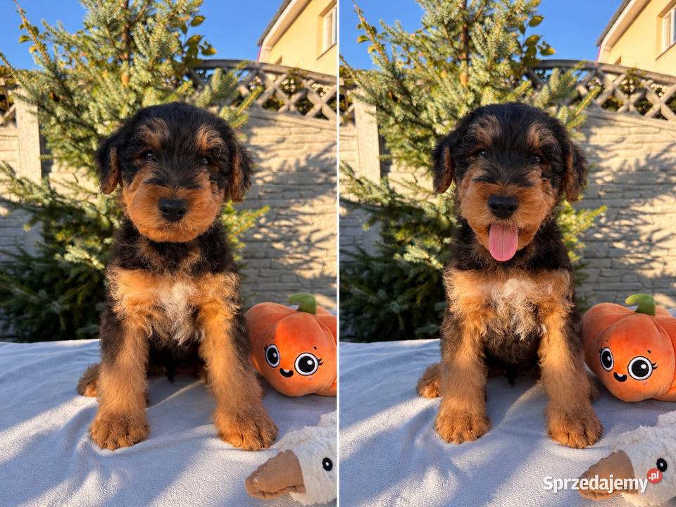 Airedale Terrier szczenięta ZKwPFCI Pozostałe Mogilno