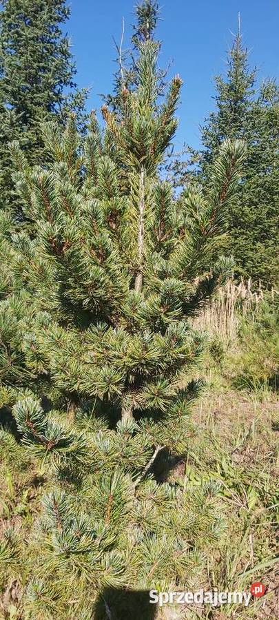 Sosna drobnokwiatowa Glauca