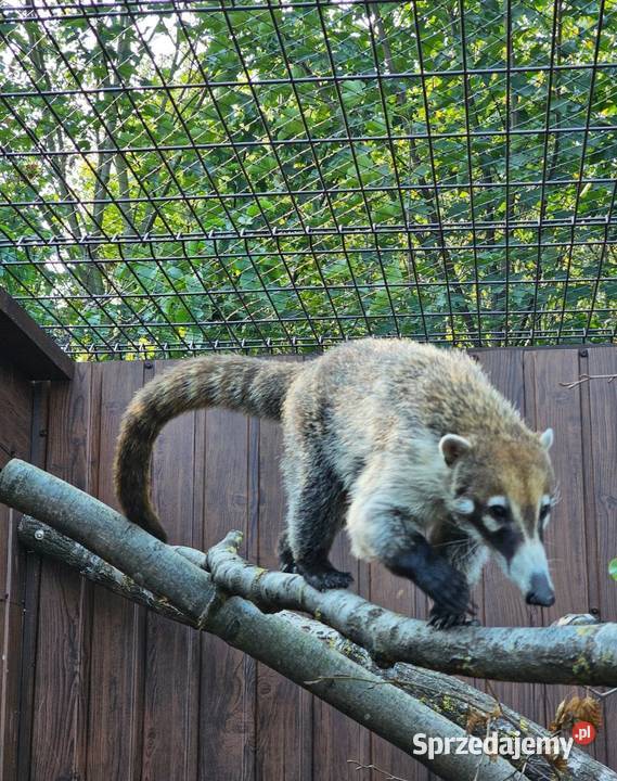 Ostronos białonosy Siedlce sprzedam