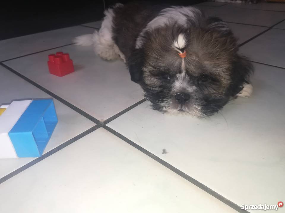 Sprzedam pieska Shih Tzu Wrocław