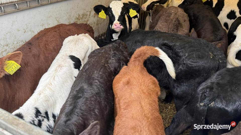 Sprzedam Byczki POLSKIE Bydło łódzkie Piotrków Trybunalski sprzedam