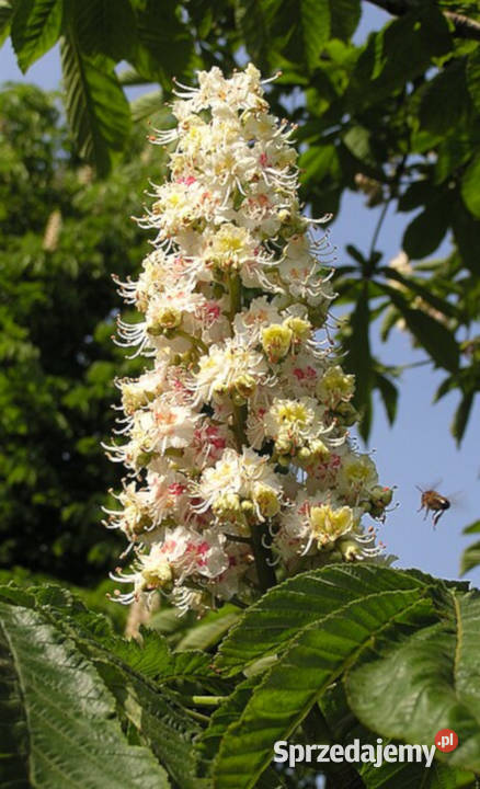 KASZTANOWIEC ZWYCZAJNY Aesculus hippocastanum Lubanie