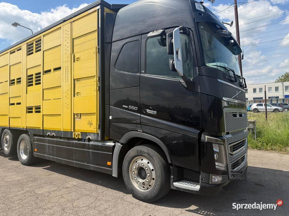Auto do przewozu bydła żywca zwierząt Volvo FH16 diesel Nowa Ruda