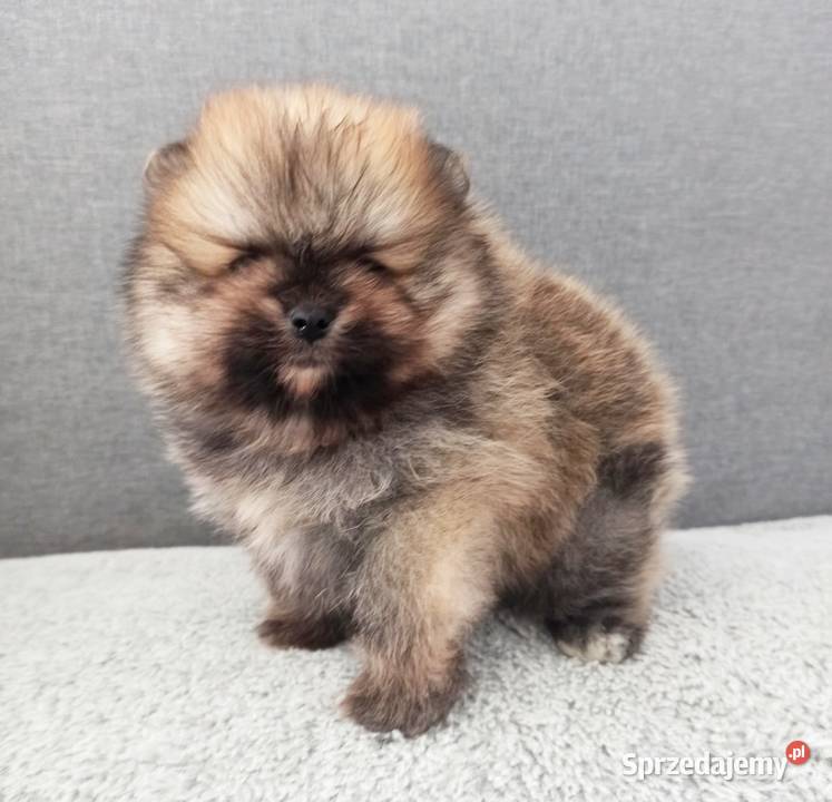Piękny wyjątkowo puszysty malutki Szpic Opole sprzedam