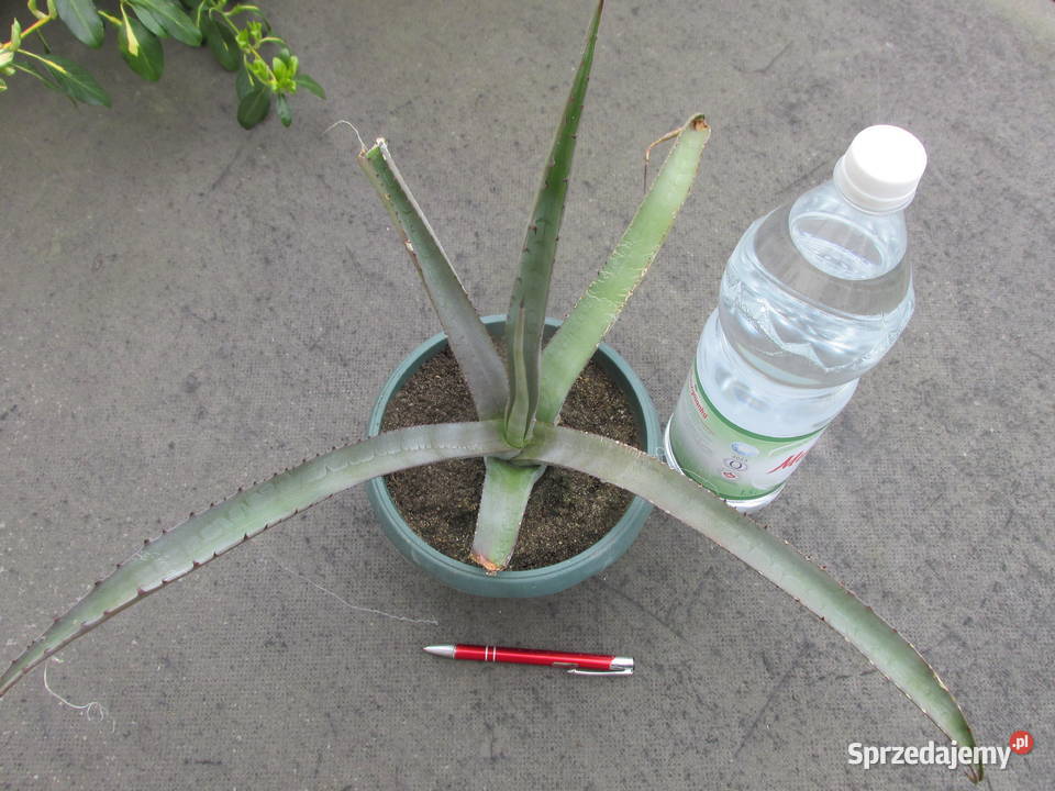 Rzadka agawa Agave cerulata Nelsonii mróz 9C Kraków sprzedam
