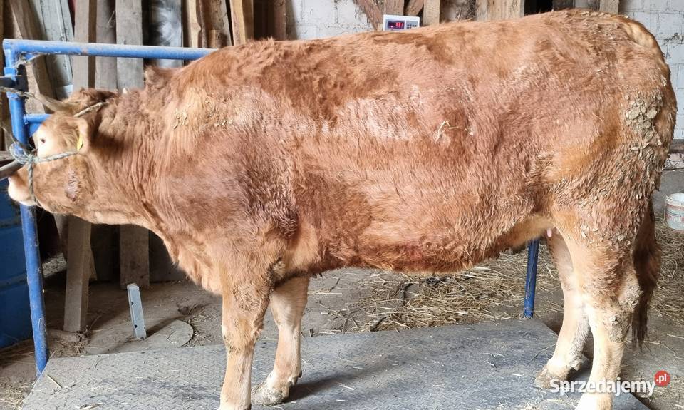 Jałowica cielna mięsna limousine hereford Zambrów