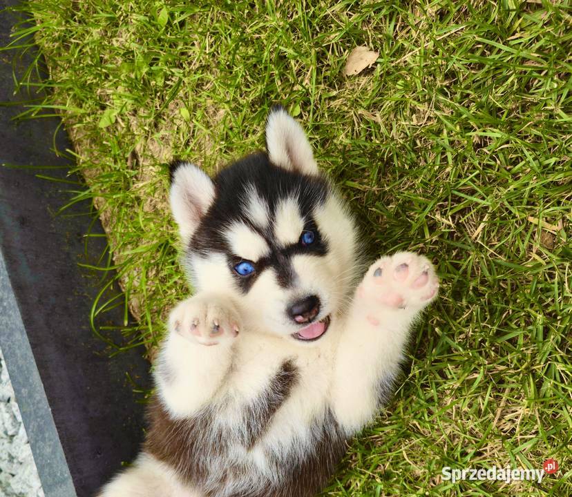 Siberian Husky FCI ZKwP piesek i szuczka łódzkie Załęcze Wielkie