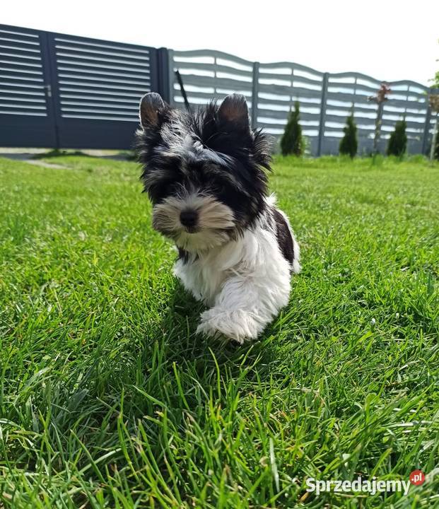 York Biewer Piękny malutki królewicz Rodowodowy Wrocław