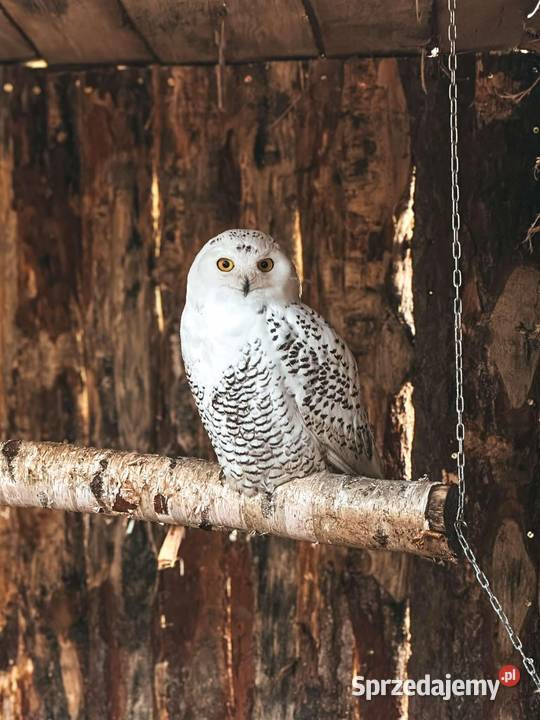 Sowa Puchacz Śnieżny Bubo scandiacus Młodzież Marklowice Górne sprzedam