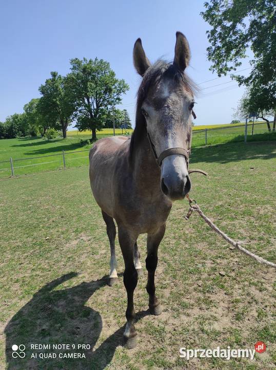 Roczny koń sportowy Konie Stara Kiszewa
