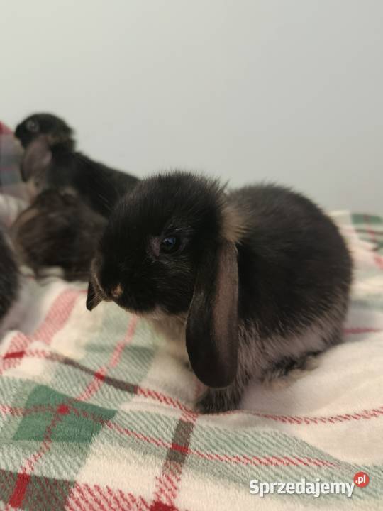 Króliczki mini lop domowa hodowla Lipka