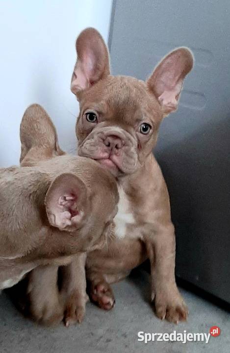 Buldog francuski pieski i suczki Pabianice