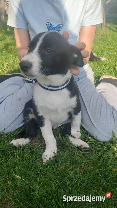 Szczeniaki border collie