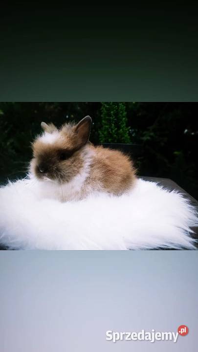 karzełek Teddy mini lop królik miniaturka Krosno