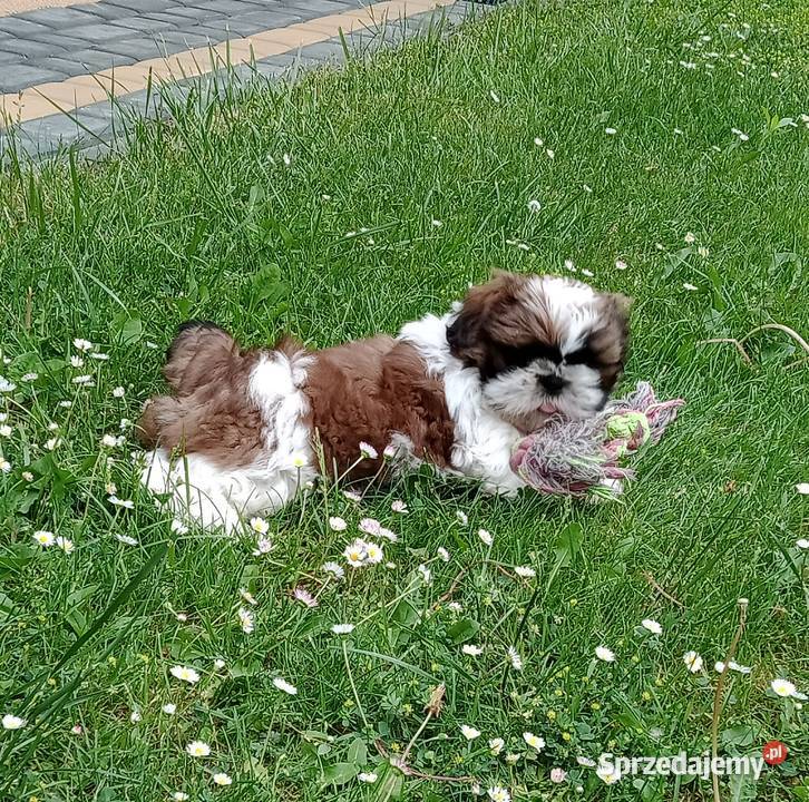 Szczeniak Shih tzu podkarpackie
