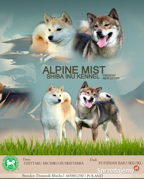 Szczeniak Shiba Inu odbiór listopad 2024 ZKwPFCI