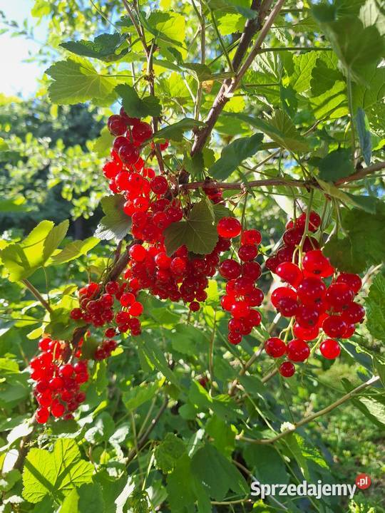 Sprzedam czerwoną porzeczkę 5 Przyszowa sprzedam