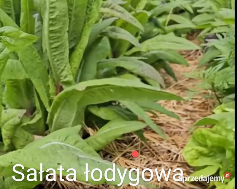 Egzotyczna Taatsoi kapusta azjatycka i inne Kraków