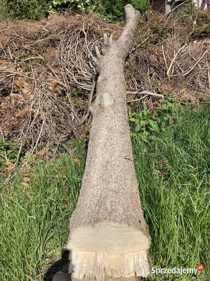 Sprzedam jesion w klocu 2 Domaradz