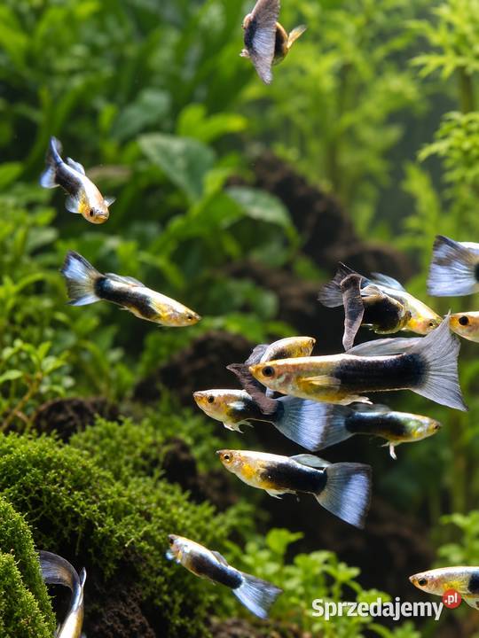 GUPIK NIEBIESKI POECILIA RETICULATA Ryby Bydgoszcz