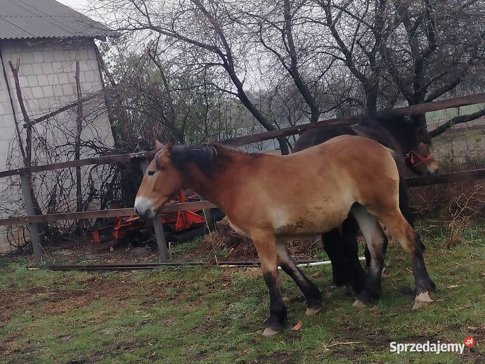 Likwidacja chodowli całość lubelskie Cyców