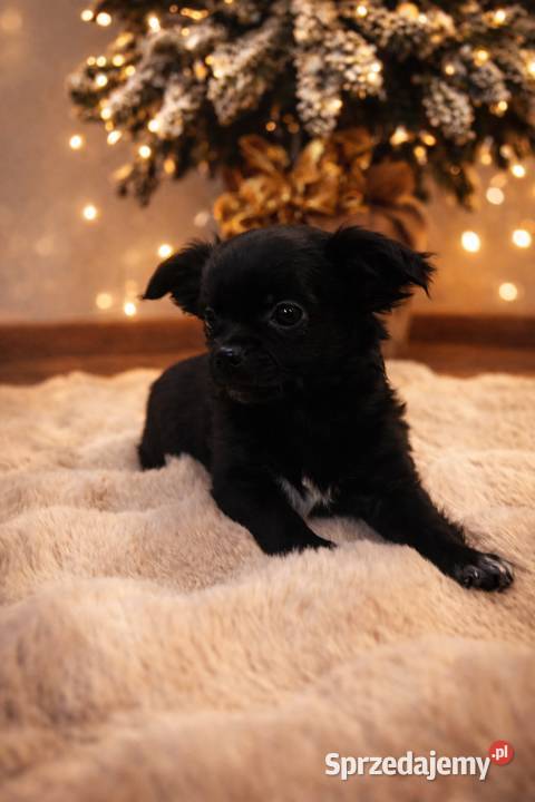 Chihuahua śliczny malutki piesek Sułkowice