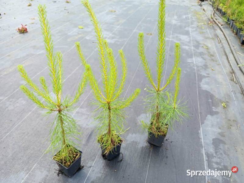 Pinus sylvestris var mongholica 4555 Wrocław Rośliny Januszkowice