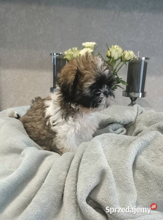 Shih Tzu piesek TOBI rodowód Koszalin sprzedam