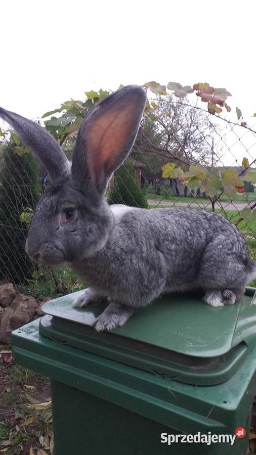 Olbrzymy Belgijskie BOSS