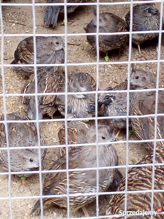 Przepiór kalifornijski dolnośląskie