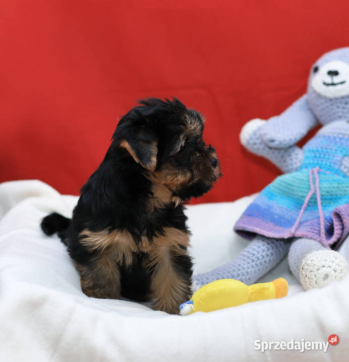 Alutka i siostry Yorkshire Terrier Oława