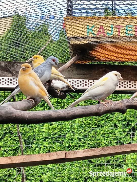 Falista pupil domowy wielkopolskie Złotów