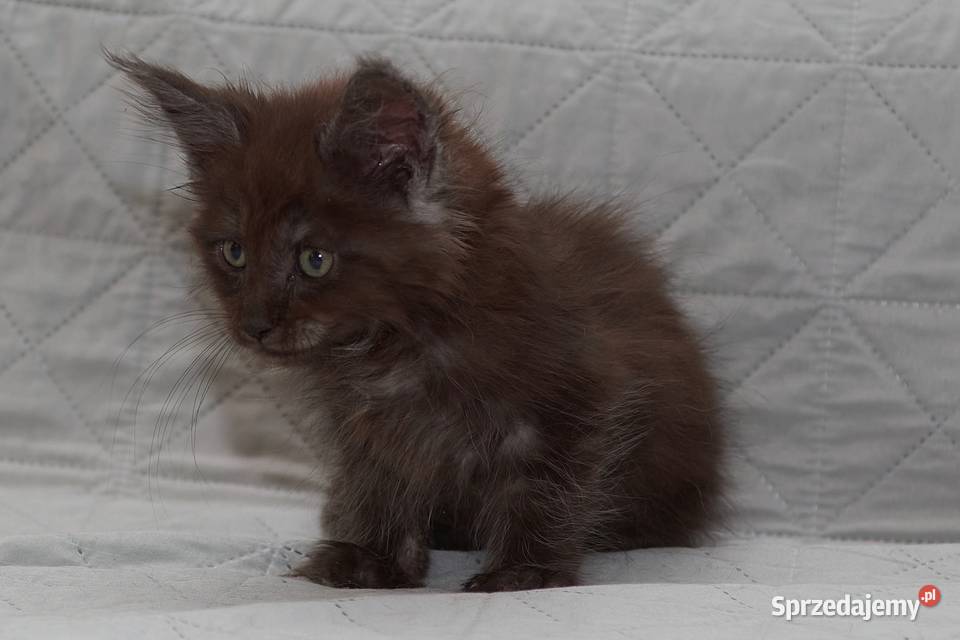 Maine Coon czarna dymna koteczka Ira Nannarella Słupno