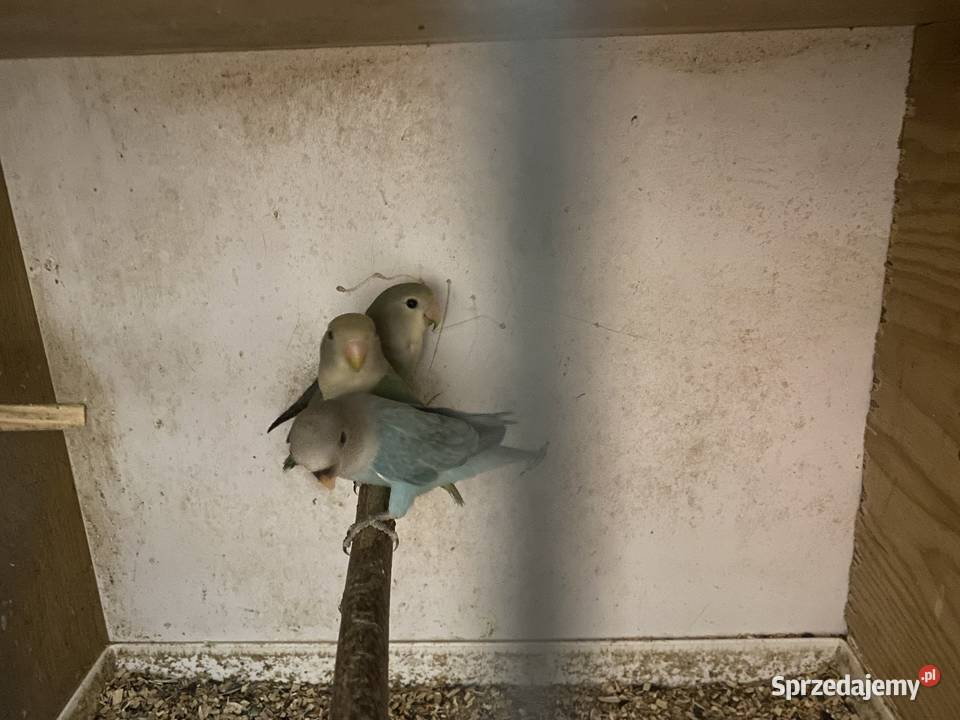 Nierozłączki zmienia dom Siepraw