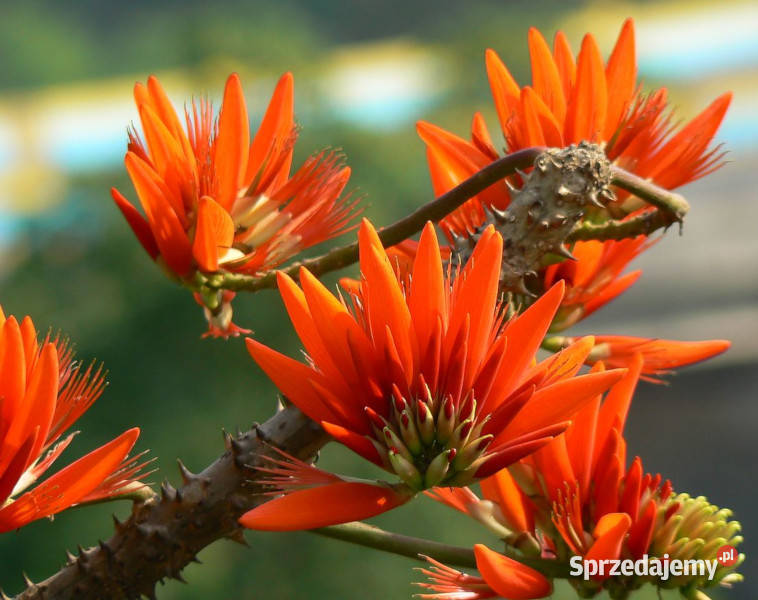 DRZEWO KORALOWE Erythrina suberosa NASIONA 100g Nasiona kujawsko-pomorskie Lubanie