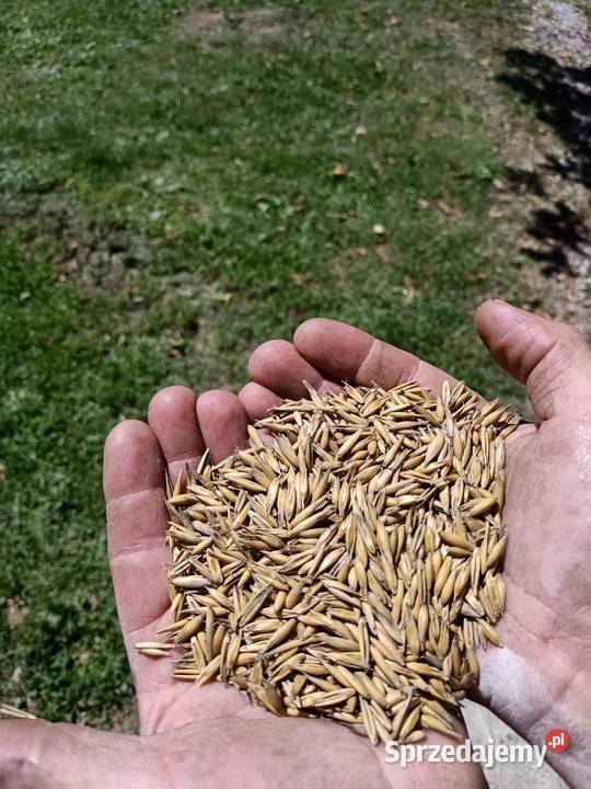 Sprzedam owies odmiana Rambo z 2025r Dynów