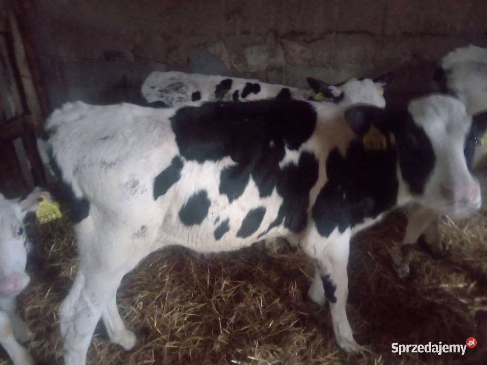 Sprzedam byczki ho Żnin