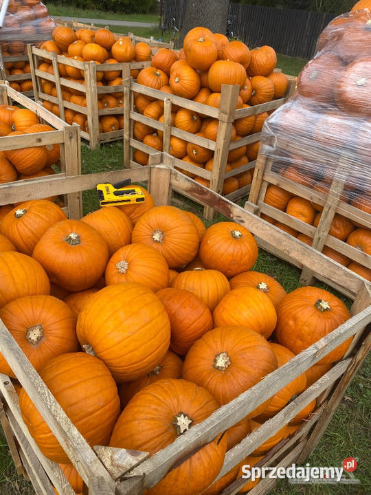 Dynia jadalna spitfireracer haloween Rolnictwo Stalowa Wola sprzedam