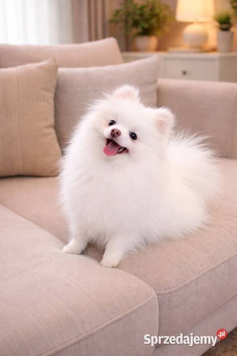 Szpic miniaturowy Zrębice