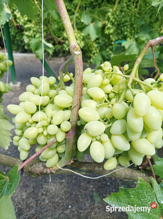 Sprzedam sztobry winogron Leszno