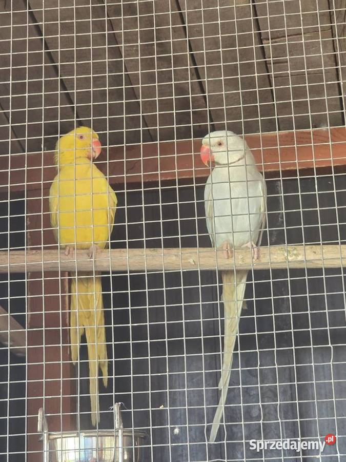 Piękna para lęgowa aleksandrett obrożnych Pakosław