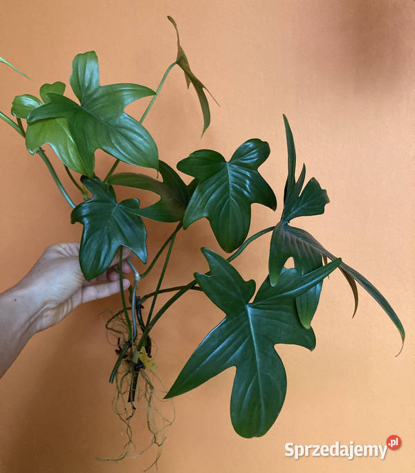 Zestaw sadzonek Philodendron filodendron pedatum Kraków sprzedam