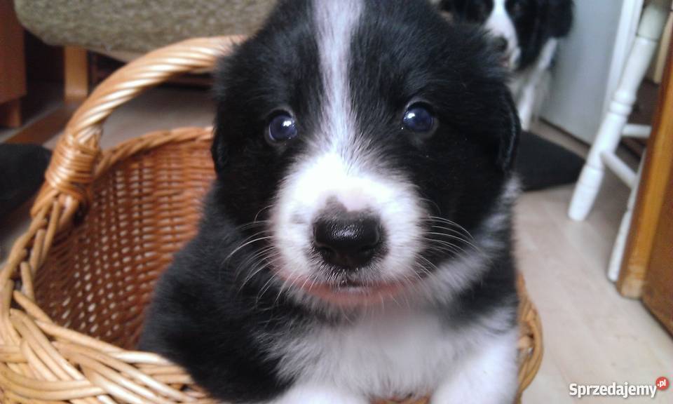 border collie szczenięta rodowodowe z ZKwPFCI Psy