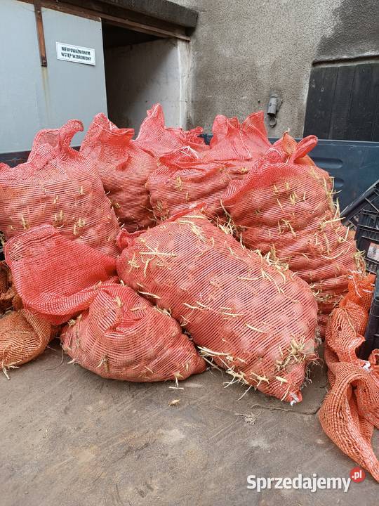 Sprzedam sadzeniak Gwiazdy sprzedam