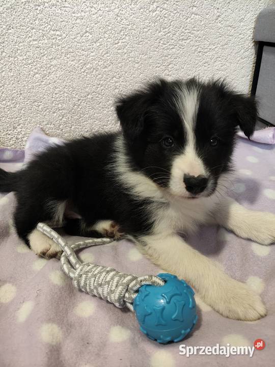 Szczeniak Border Collie ZKwP FCI