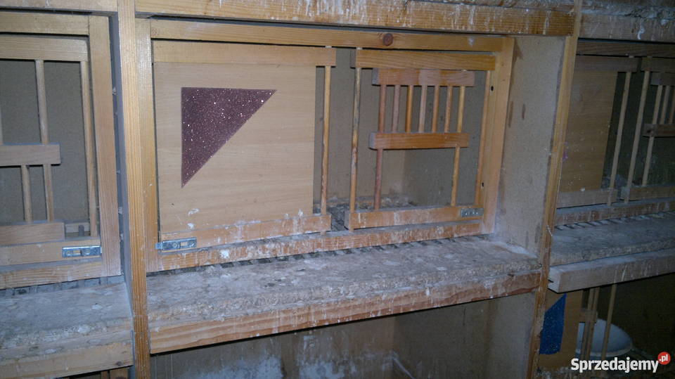 Cele gołebi Warszawa sprzedam