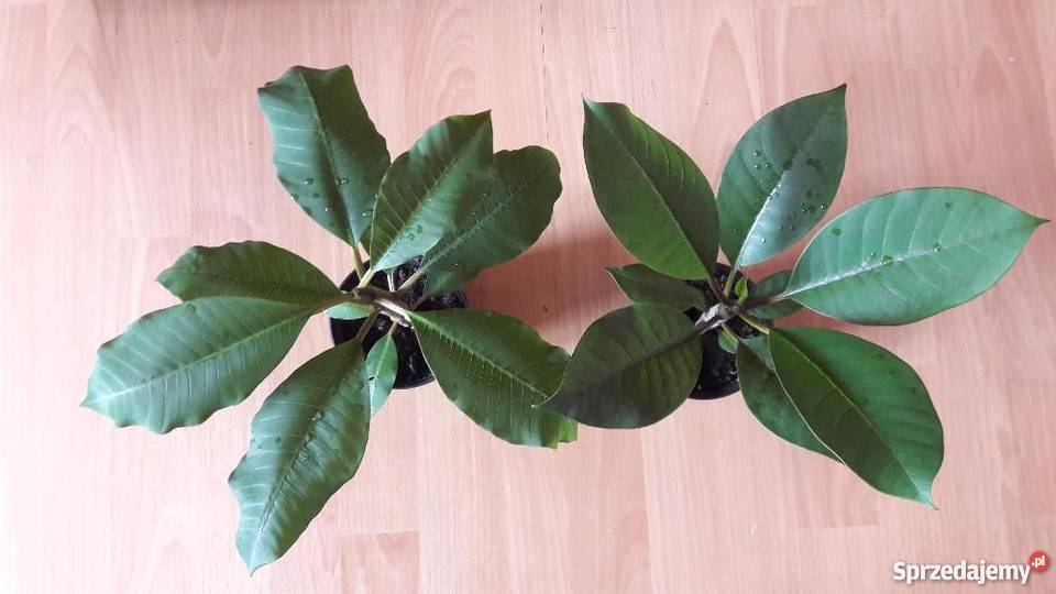 Plumeria Hawajski kwiat Lei sadzonki Sandomierz