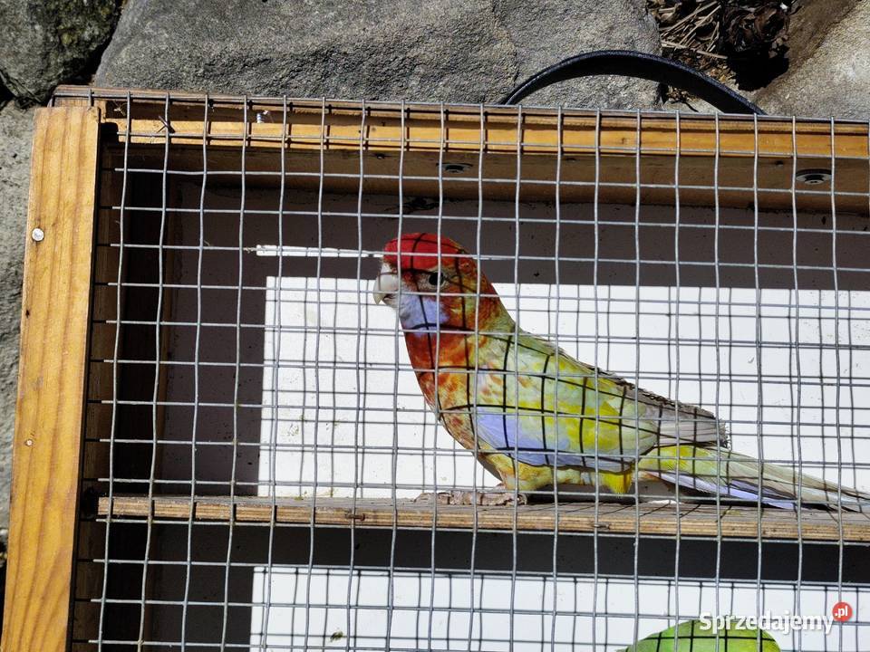 Rozella Orzesze sprzedam