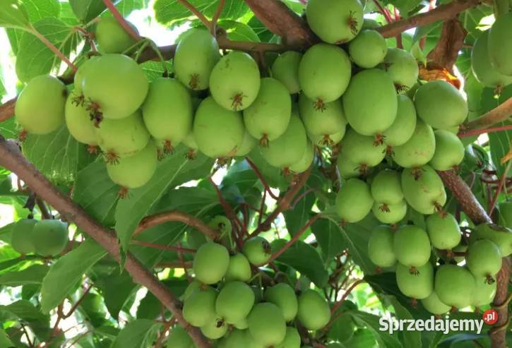 Sadzonki Mini Kiwi Samopylne Issai Kielce